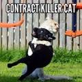 Killer cat…