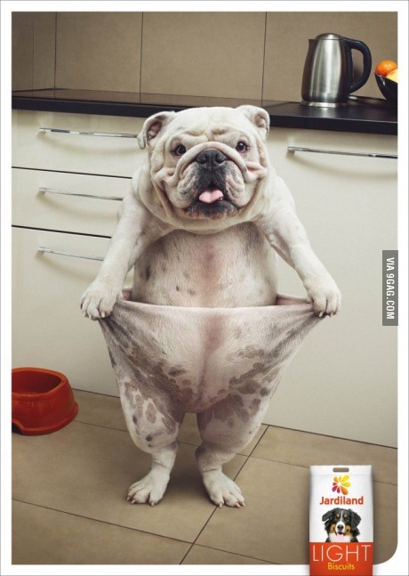 Advertisment for light dog food - meme