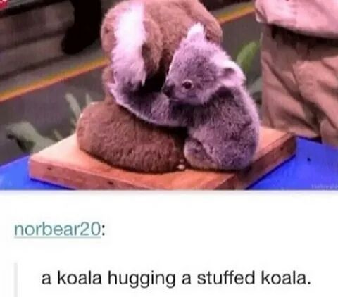 Koala hugs for comment #3 - meme