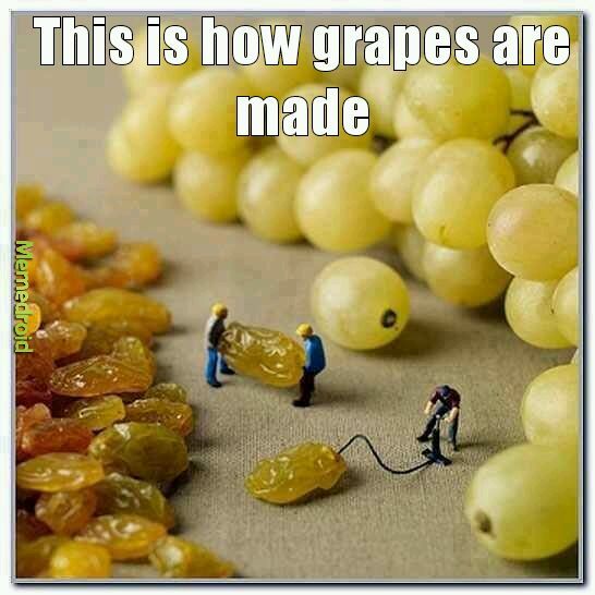 Grapes factory - meme