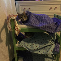 Kitty Bunk Beds :)