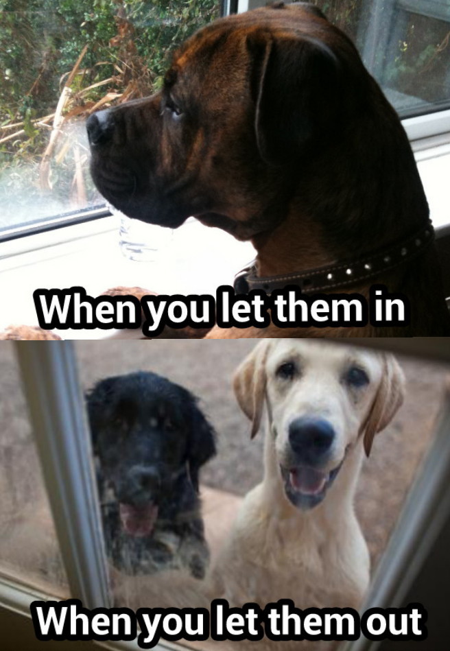 Funnypets - meme