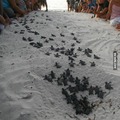 people guiding turtles to the ocean