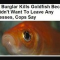 Goldfish...