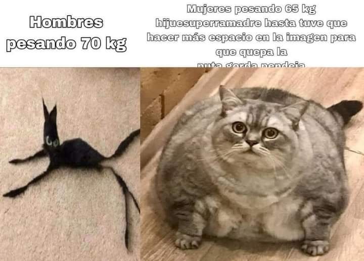 Gatos babosos todos tiernos - meme