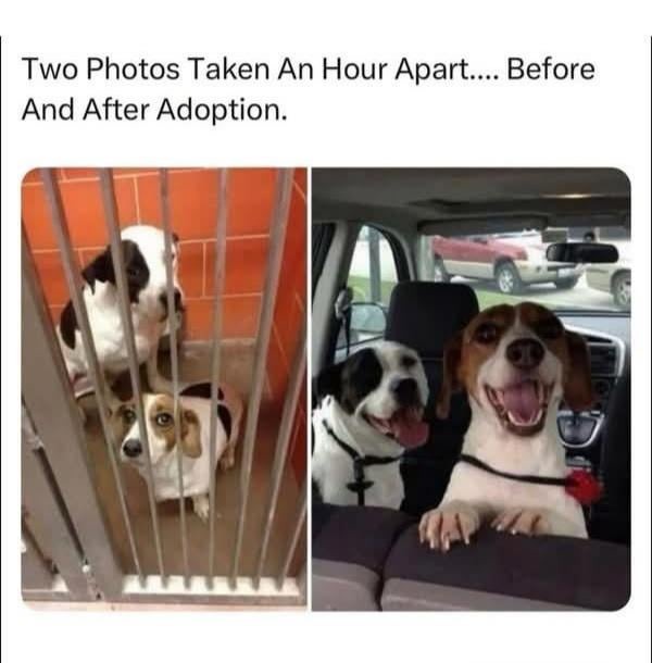 Before and after getting adopted - meme