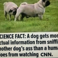 CNN is trash