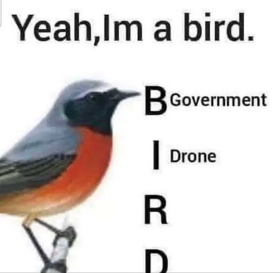 Los pájaros - meme