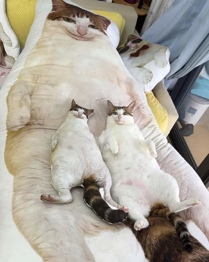 Chilling - meme