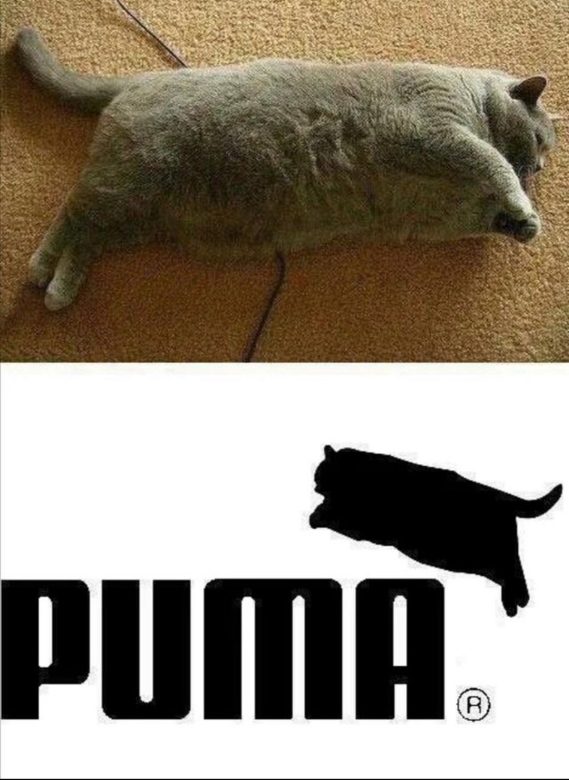 fat cat - meme