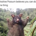 positive possum