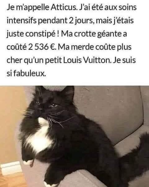 Chat de luxe - meme