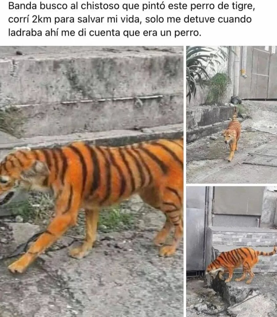 Es un perro mitad tigre!!!! - meme