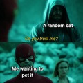 Random cat meme