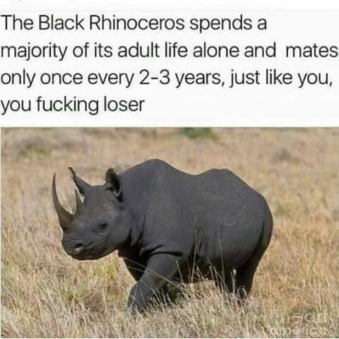Look to da sexy rhino - meme