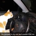 Is this how you get a cat? Wholesome