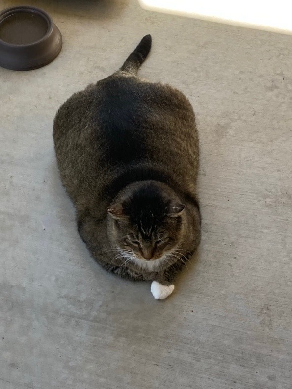 Saw this chonker. Could be a friend for Terry the fat shark. - meme