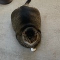 Saw this chonker. Could be a friend for Terry the fat shark.
