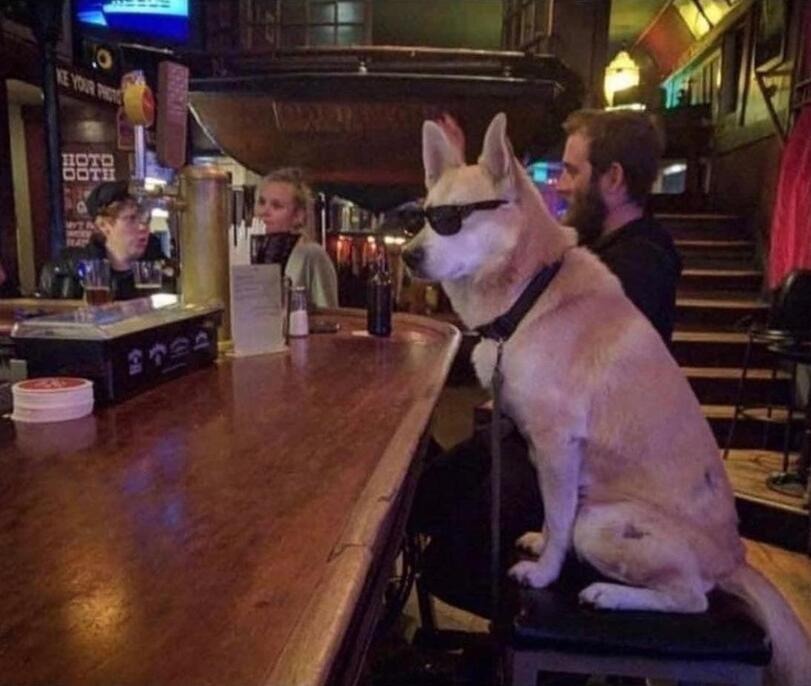 Face it.. this dog is cooler than all of us... - meme