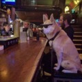 Face it.. this dog is cooler than all of us...