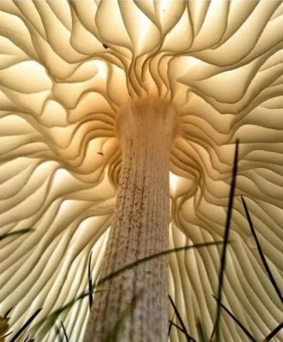 a view from the mushroom bottom, I think the insects are using it for wedding ceremony! - meme