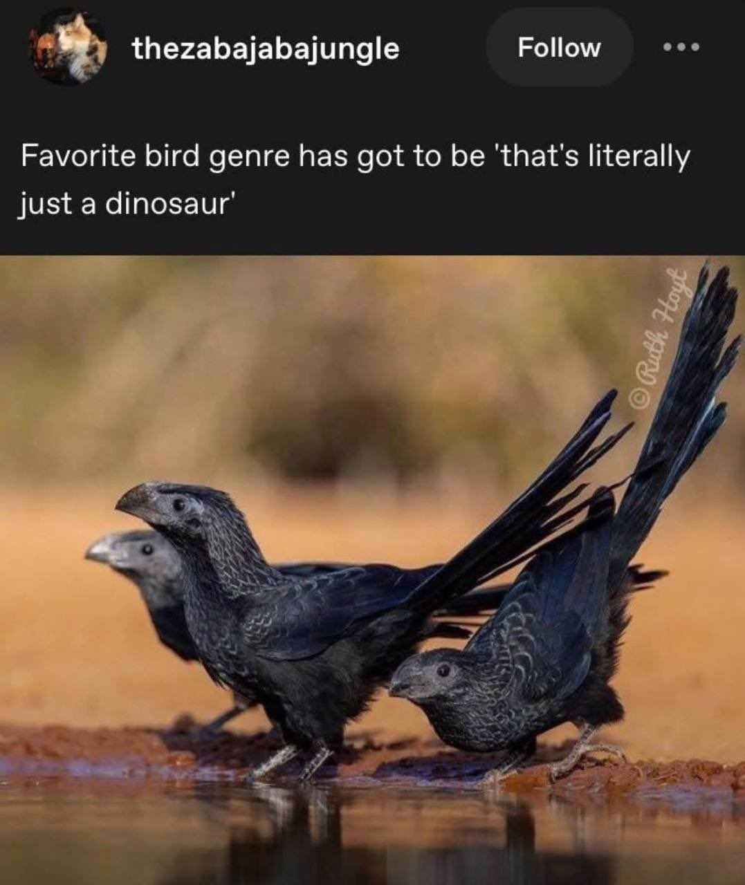 favorite bird genre? dinosaur vibes - meme