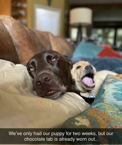 dogPost - meme