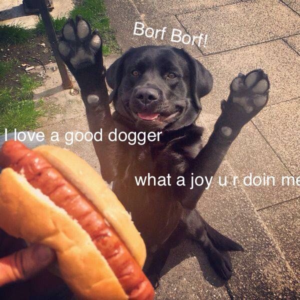 May your hotdoggos be perfectly cooked until the end of days - meme