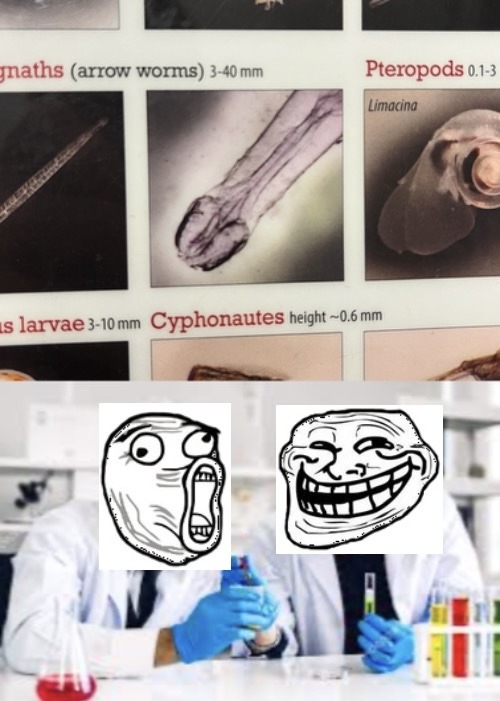 I gave up looking for transparent backgrounds for the rage comic faces. - meme