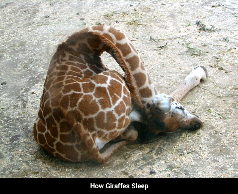 Giraffe - meme