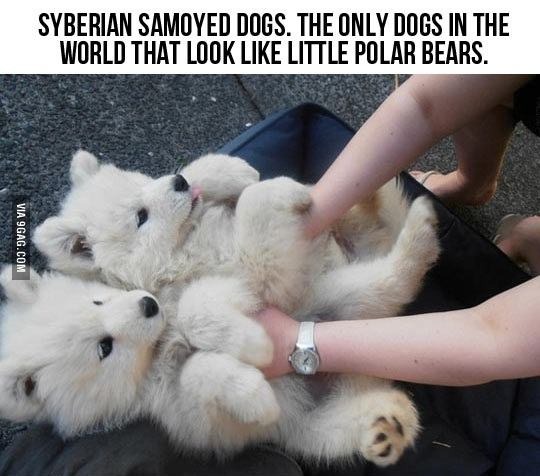 única raça de cachorro que parece urso polar - meme
