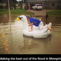 When in flood, ride a swan