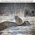 Smug Lynx