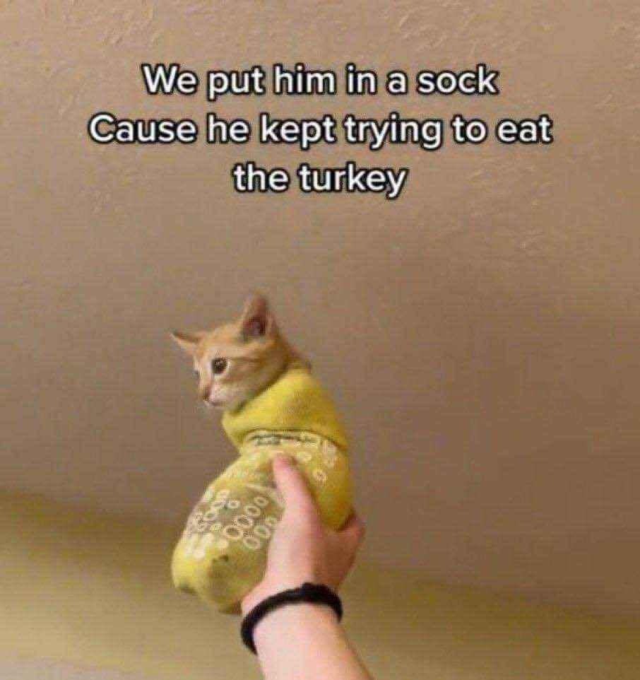 We put him in a sock because he kept trying to eat the turkey - meme