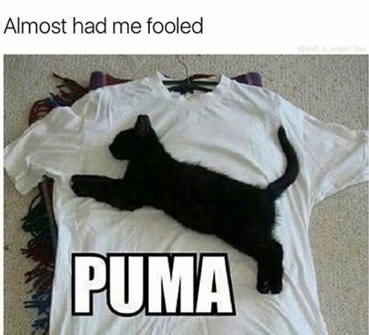 Puma - meme