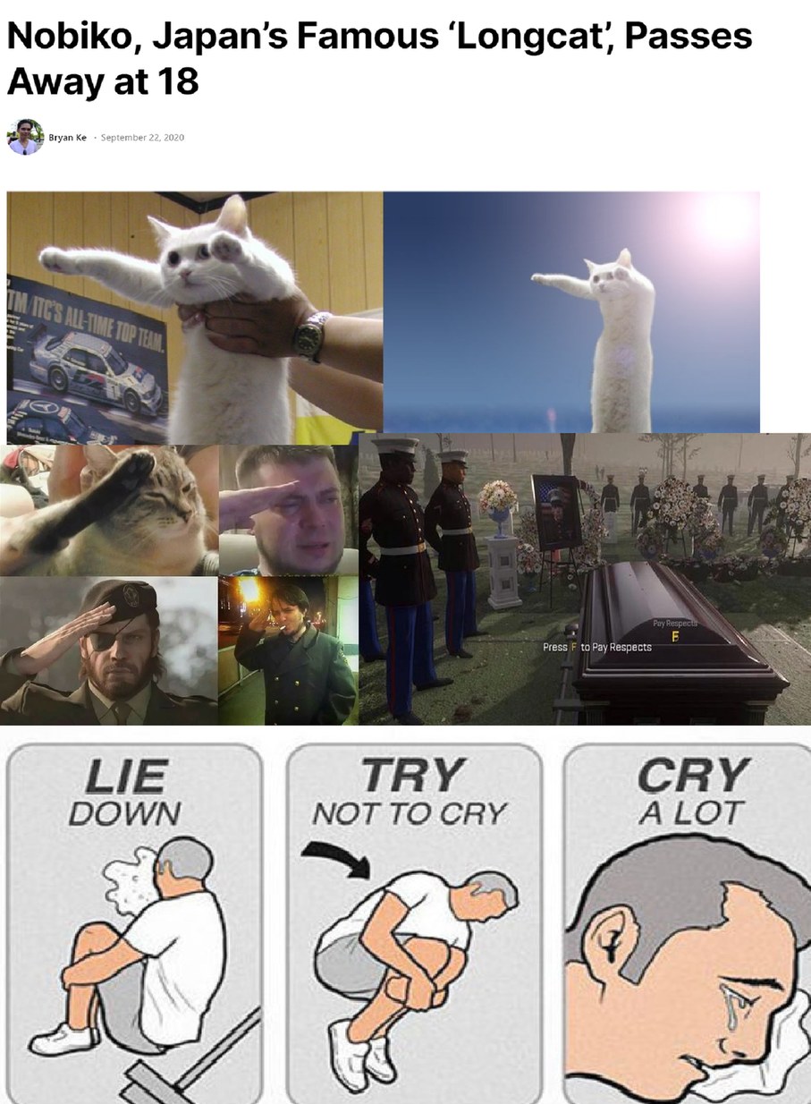 I'm not sure when longcat died but um i found this when i looked longcat up on google RIP *salute* - meme