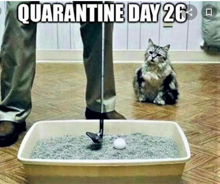 Quarantine day 26 Major cat golf - meme