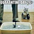 Quarantine day 26 Major cat golf