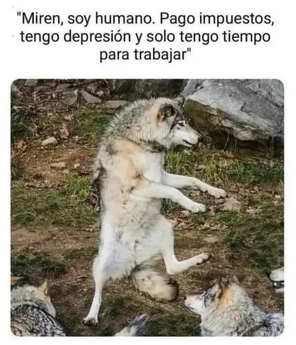Lobo - meme