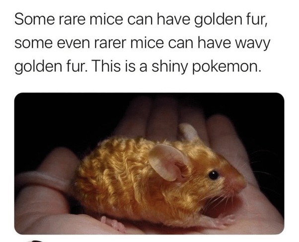 the golden mice - meme