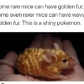 the golden mice