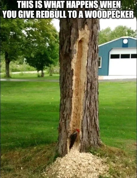 this is what happens when you give redbull to a woodpecker - meme