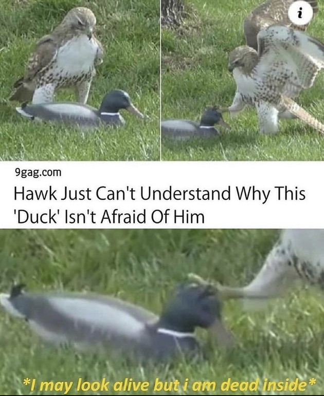 *Sad duck noises* - meme