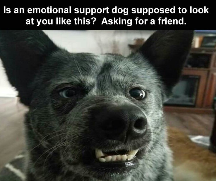 My emotional support dog has to look at other people like this to make me happy. - meme
