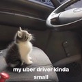Gato uber