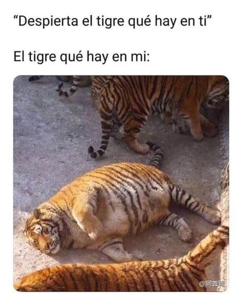 Mi tigre xd - meme
