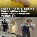 Eat plastic
