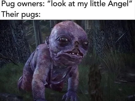 pugs be like - meme
