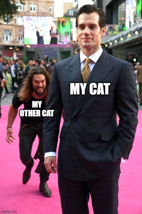 Untitled Cat Meme