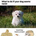 Why Dogs are our Best Friends